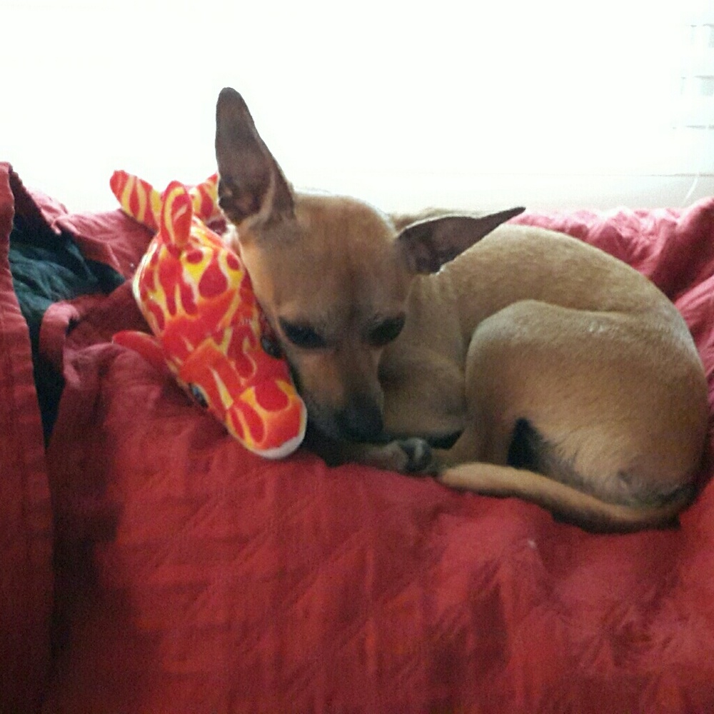 Meet your Posher, Pat